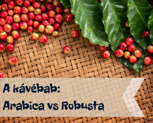 A Kávébab: Arabica vs Robusta